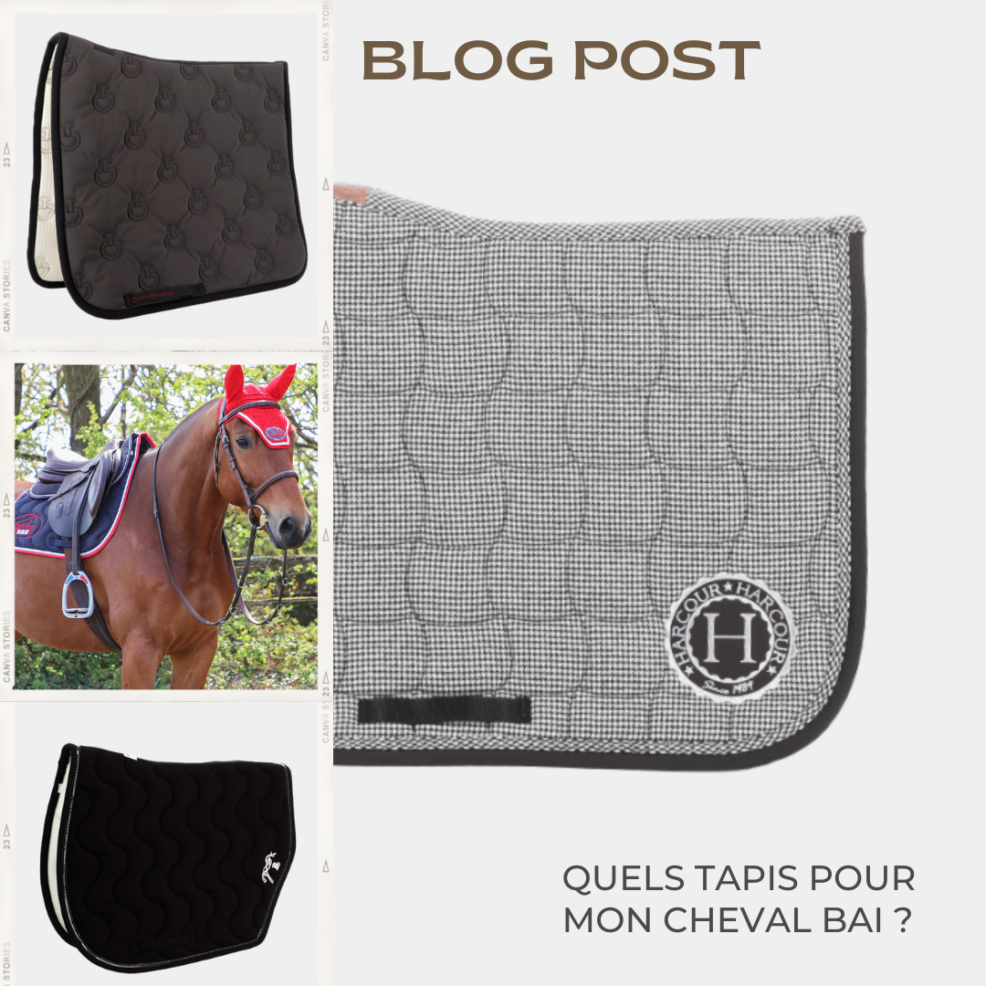 #QuelTapisPour Mon cheval Bai ? 🐴