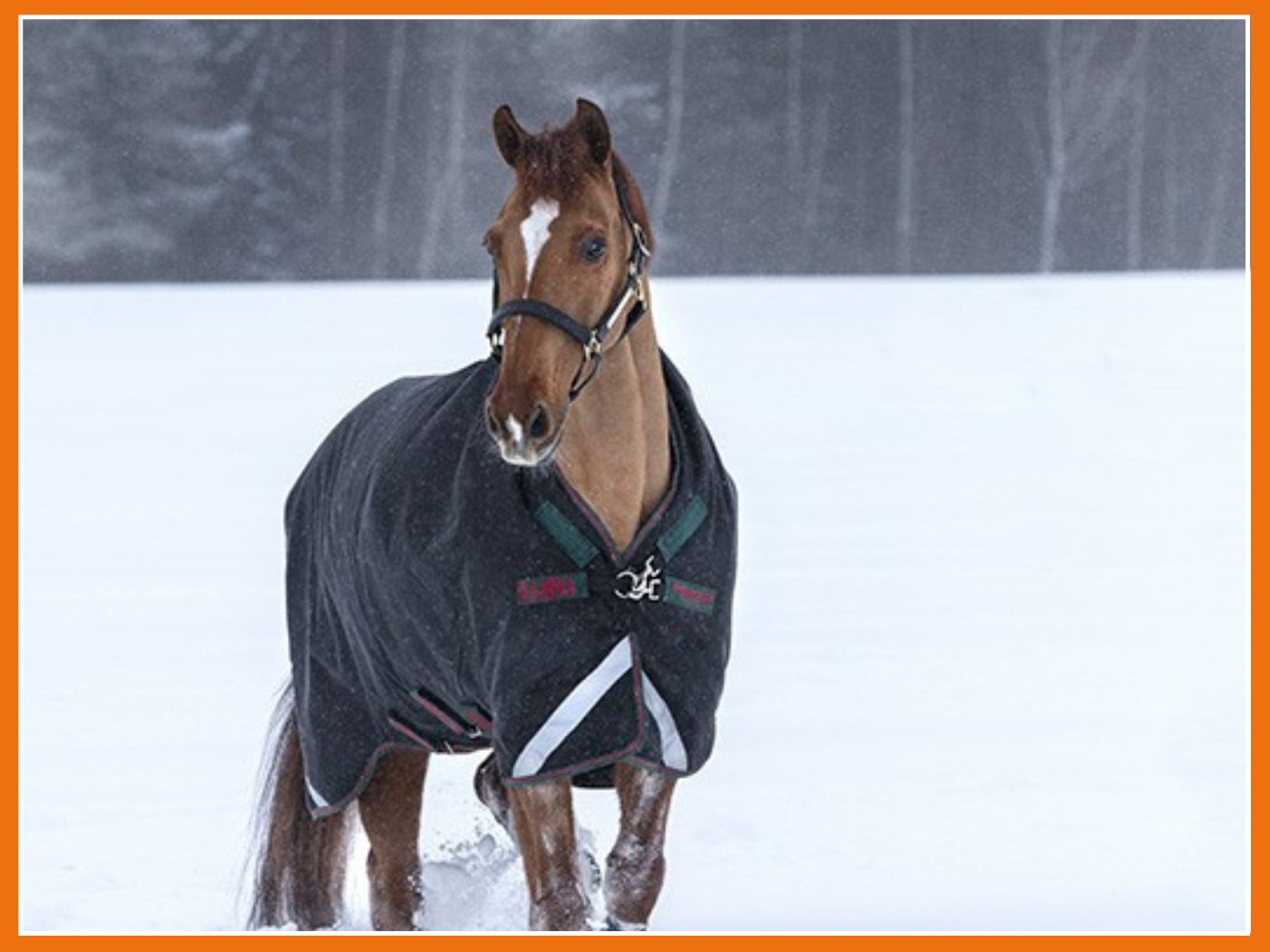Les indispensables pour votre cheval cet hiver ❄️
