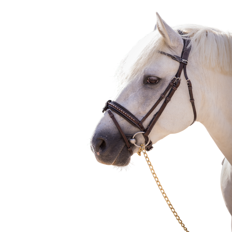 Eden by Pénélope - Bridon Eden avec rênes havane | - Ohlala