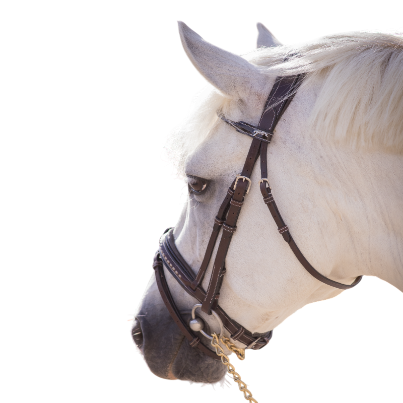 Eden by Pénélope - Bridon Eden avec rênes havane | - Ohlala