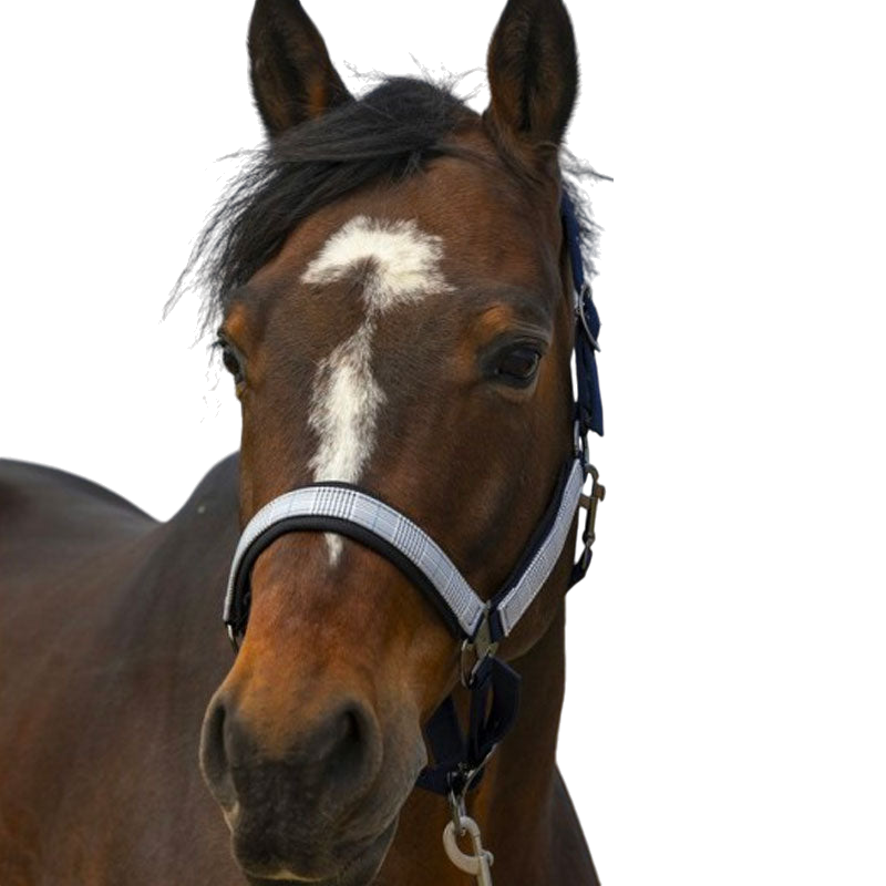 Equithème - Licol nylon Check marine/ noir | - Ohlala