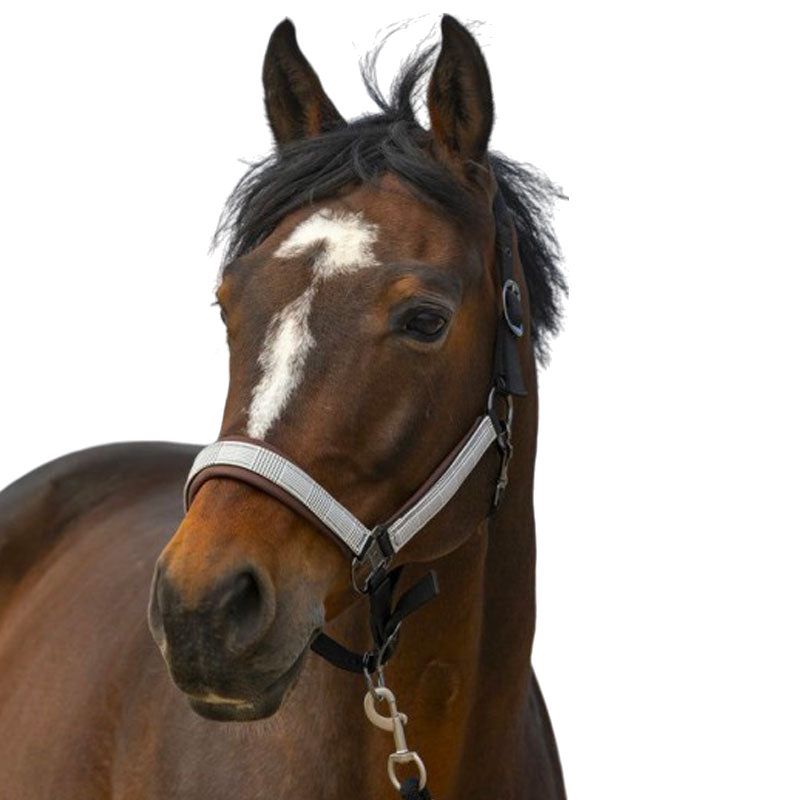 Equithème - Licol nylon Check noir/ marron | - Ohlala