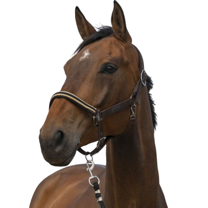 Equithème - Licol nylon Chevron brun | - Ohlala