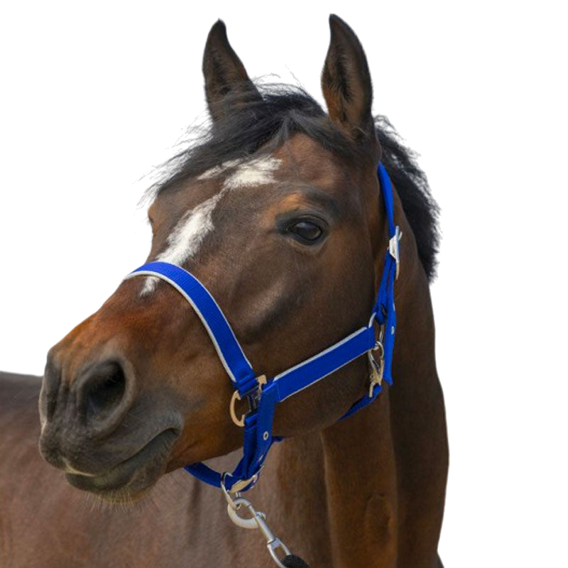 Equithème - Licol nylon Light bleu roi | - Ohlala