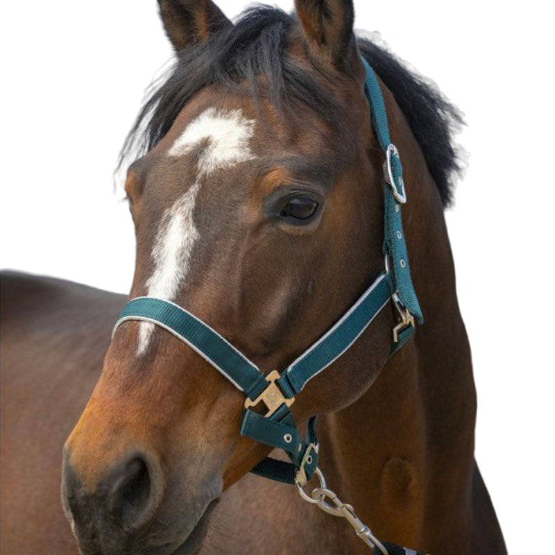 Equithème - Licol nylon Light vert foncé | - Ohlala