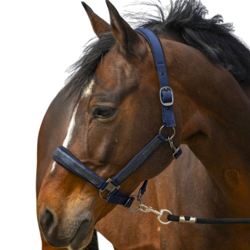 Equithème - Licol nylon Strass marine | - Ohlala