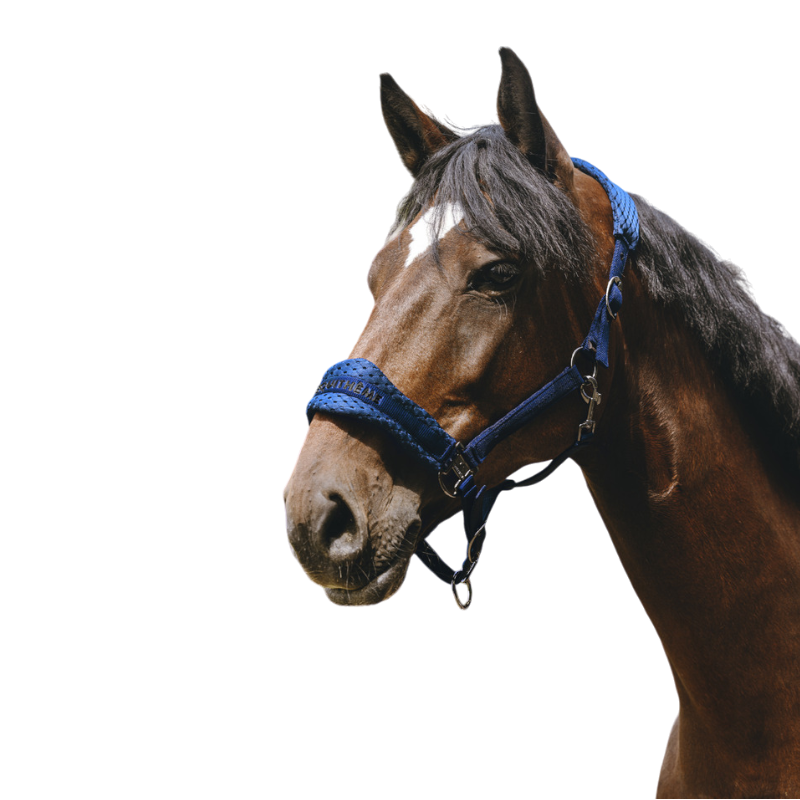 Equithème - Licol Nylon 3D Mesh bleu roi | - Ohlala