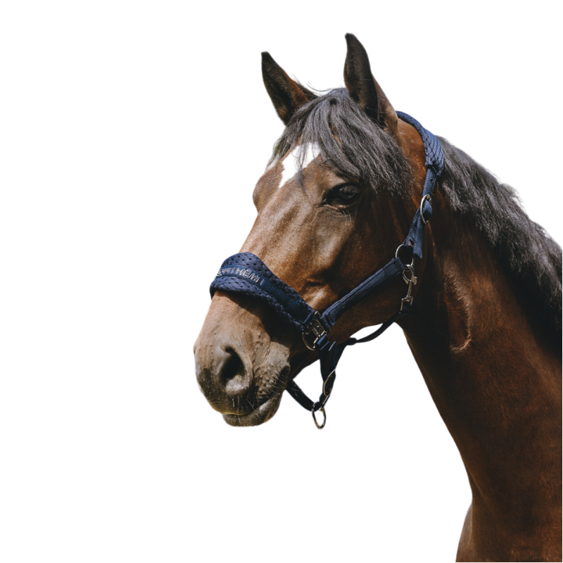 Equithème - Licol Nylon 3D Mesh marine | - Ohlala
