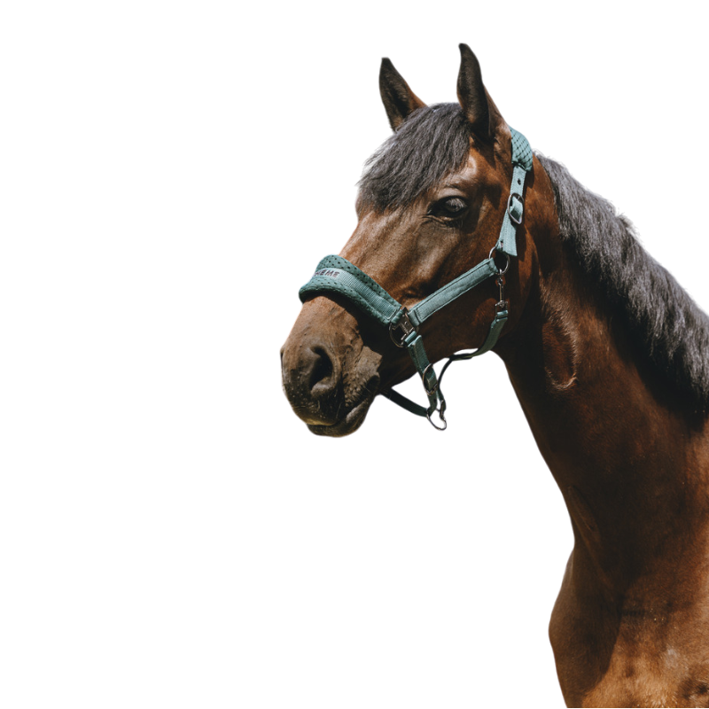 Equithème - Licol Nylon 3D Mesh vert | - Ohlala