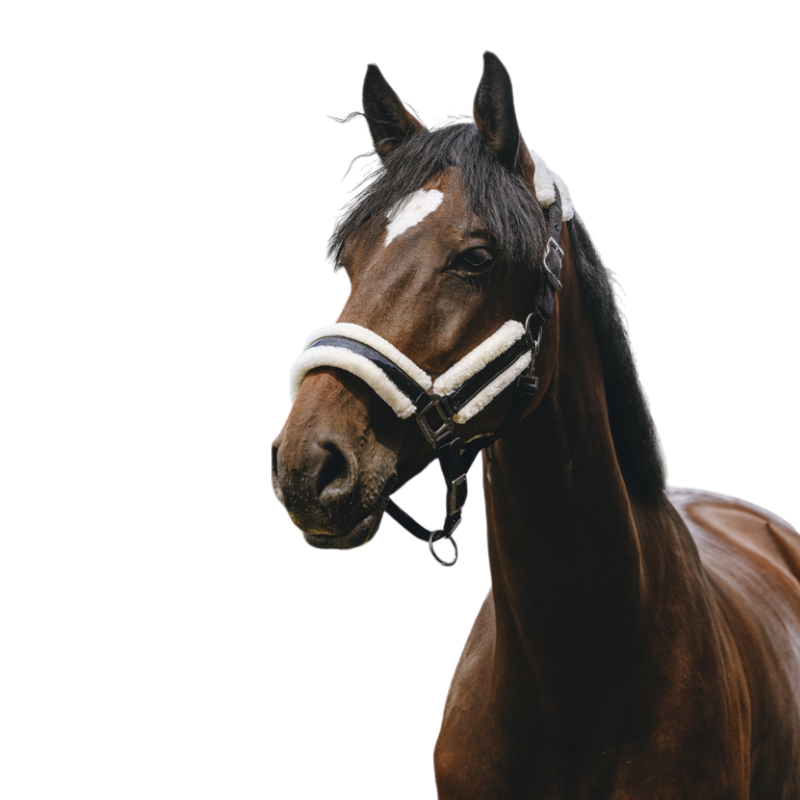 Equithème - Licol Nylon Fashion noir | - Ohlala