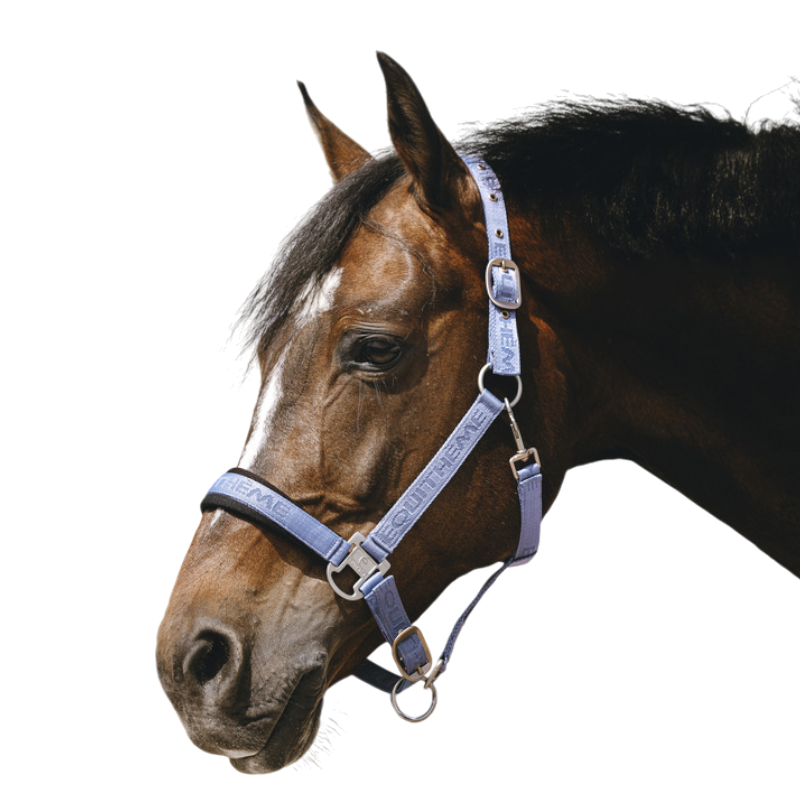 Equithème - Licol Nylon Jacquard bleu ciel | - Ohlala