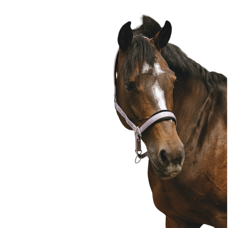 Equithème - Licol Nylon Jacquard lilas | - Ohlala