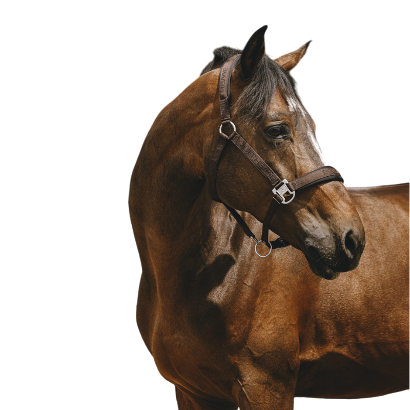 Equithème - Licol Nylon Jacquard marron | - Ohlala