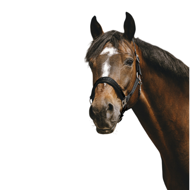 Equithème - Licol Nylon Jacquard noir | - Ohlala