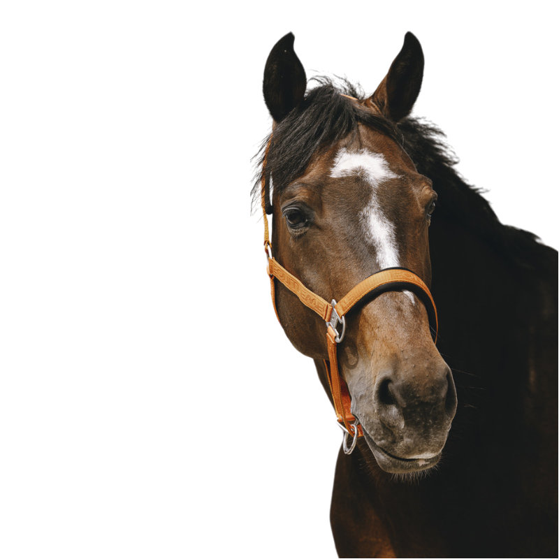 Equithème - Licol Nylon Jacquard orange | - Ohlala