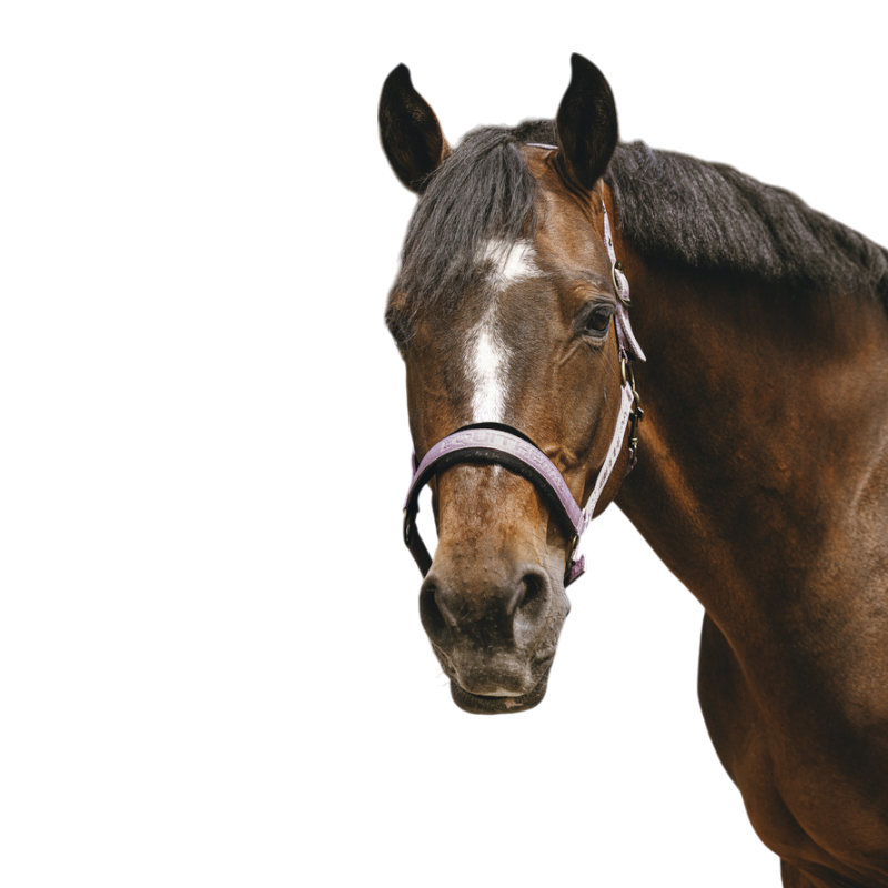 Equithème - Licol Nylon Jacquard rose | - Ohlala