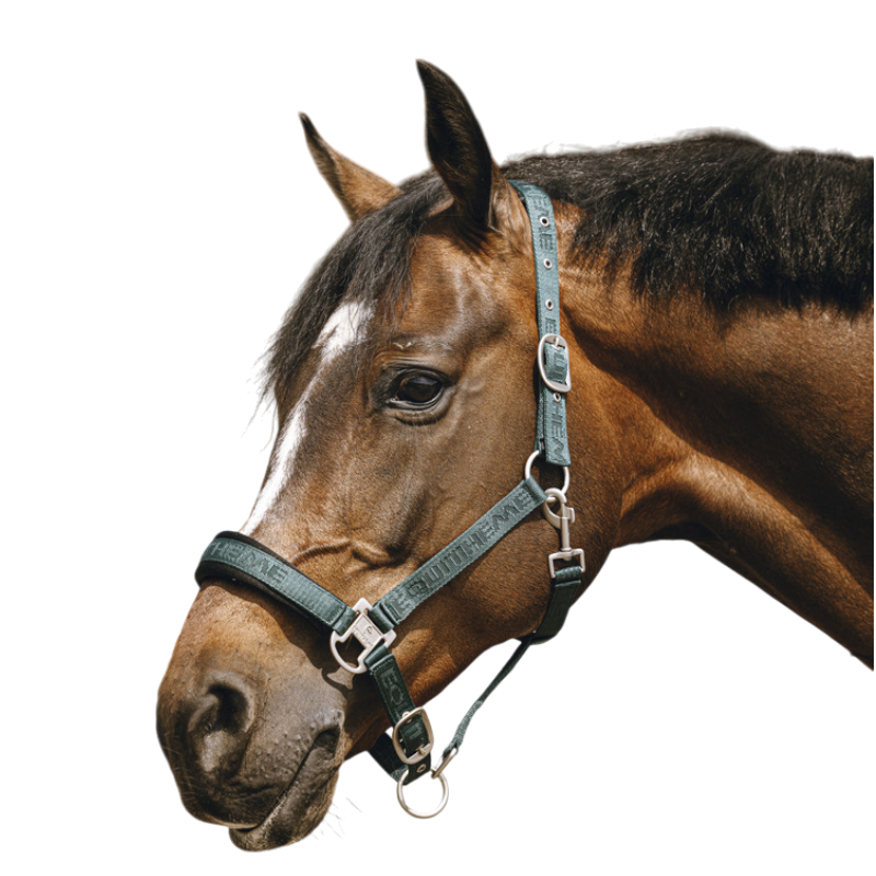 Equithème - Licol Nylon Jacquard vert | - Ohlala