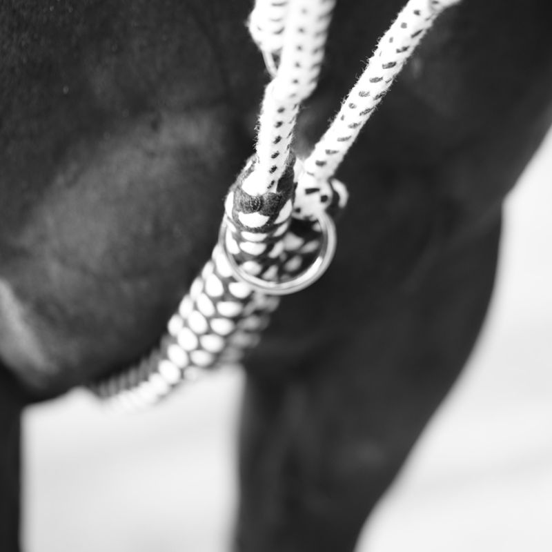 Canter - Enrênement Soft Ride | - Ohlala