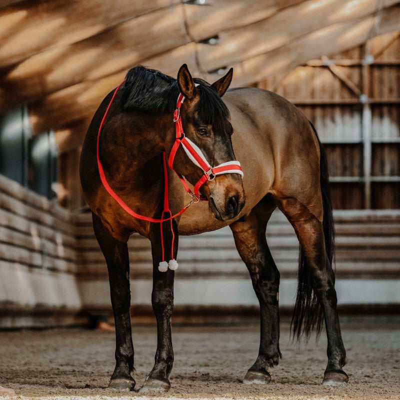 Equithème - Ensemble licol + longe Xmas rouge | - Ohlala