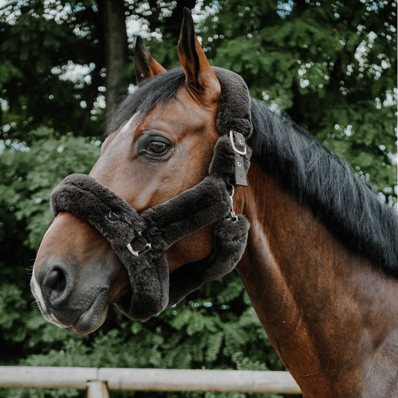 Equithème - Licol pour chevaux Snuggy Je t'aime marron | - Ohlala