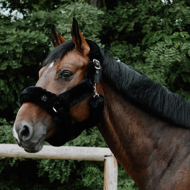 Equithème - Licol pour chevaux Snuggy Je t'aime noir | - Ohlala