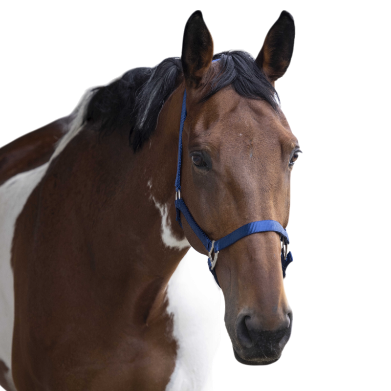 Equithème - Licol en nylon bleu roi | - Ohlala