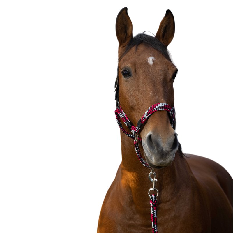 Equithème - Licol et longe tressé fuchsia/ gris/ noir | - Ohlala