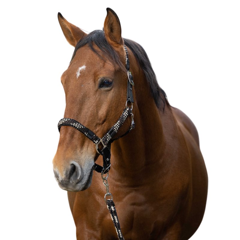 Equithème - Licol et longe tressé beige/ choco/ noir | - Ohlala