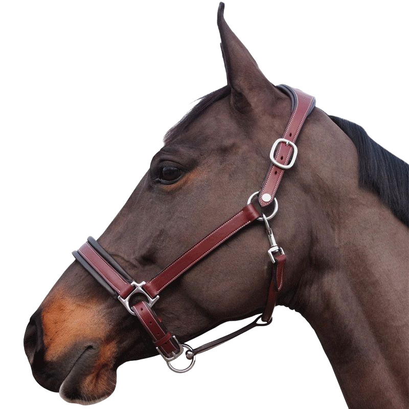 Flags & Cup - Licol Comfort marron | - Ohlala