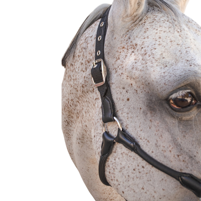 Harcour - Licol pour chevaux Honey noir | - Ohlala