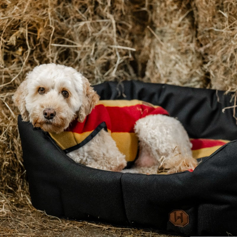Horseware - Couverture polaire pour chien Newmarket witney gold | - Ohlala