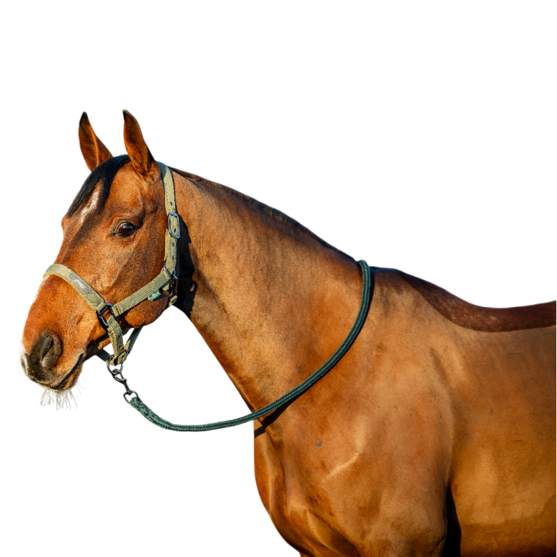 Horseware - Licol et longe Amigo bramble | - Ohlala