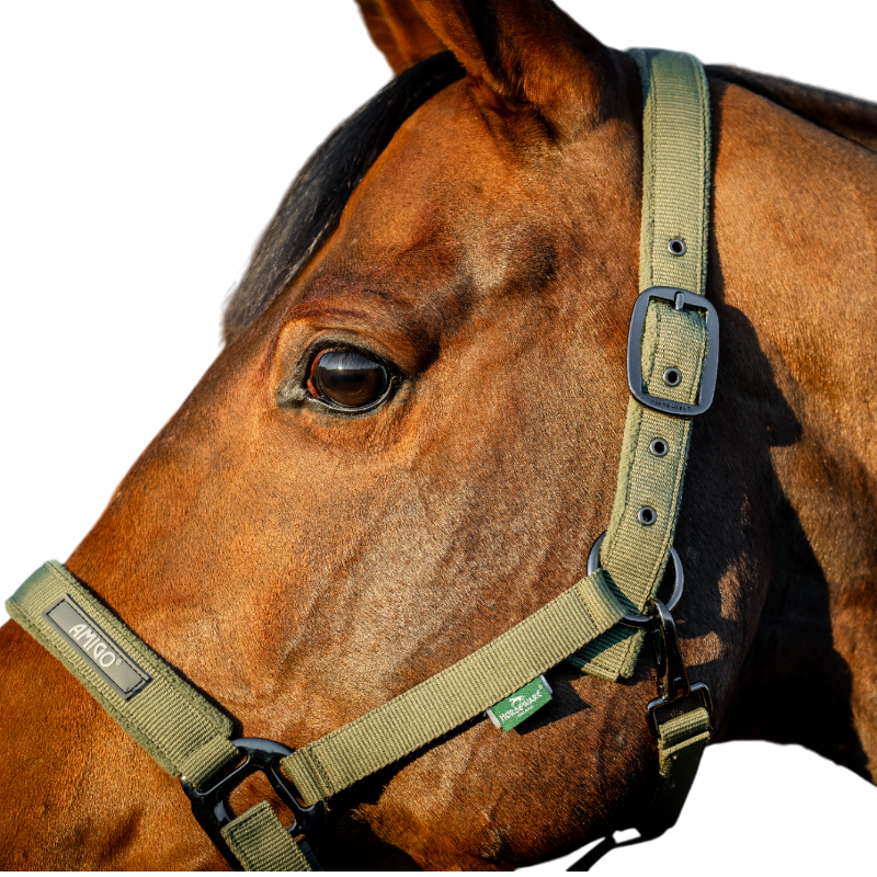 Horseware - Licol et longe Amigo bramble | - Ohlala