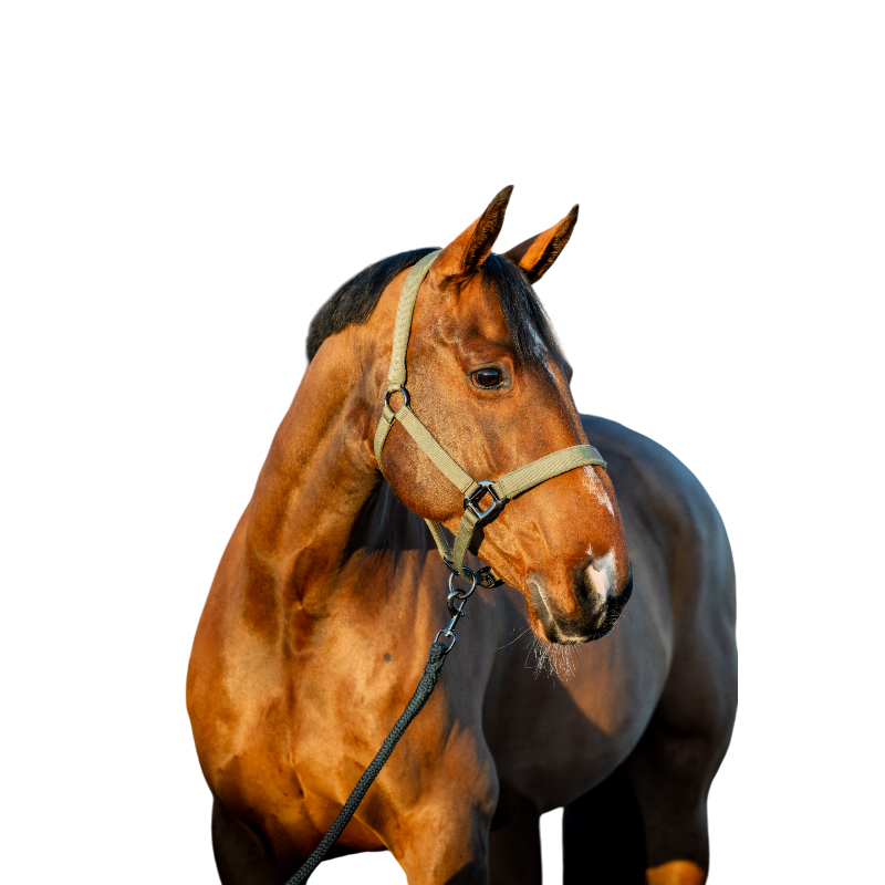 Horseware - Licol et longe Amigo bramble | - Ohlala