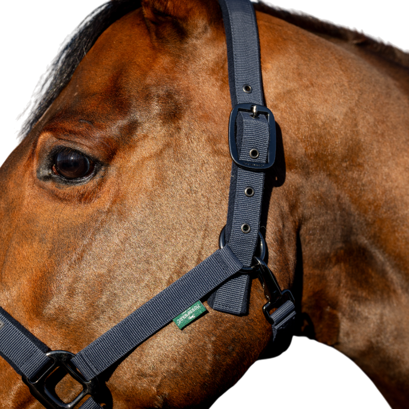 Horseware - Licol et longe Amigo marine | - Ohlala