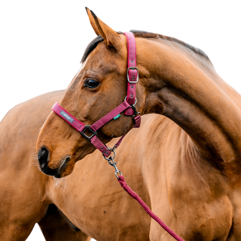 Horseware - Licol et longe Amigo mulberry | - Ohlala