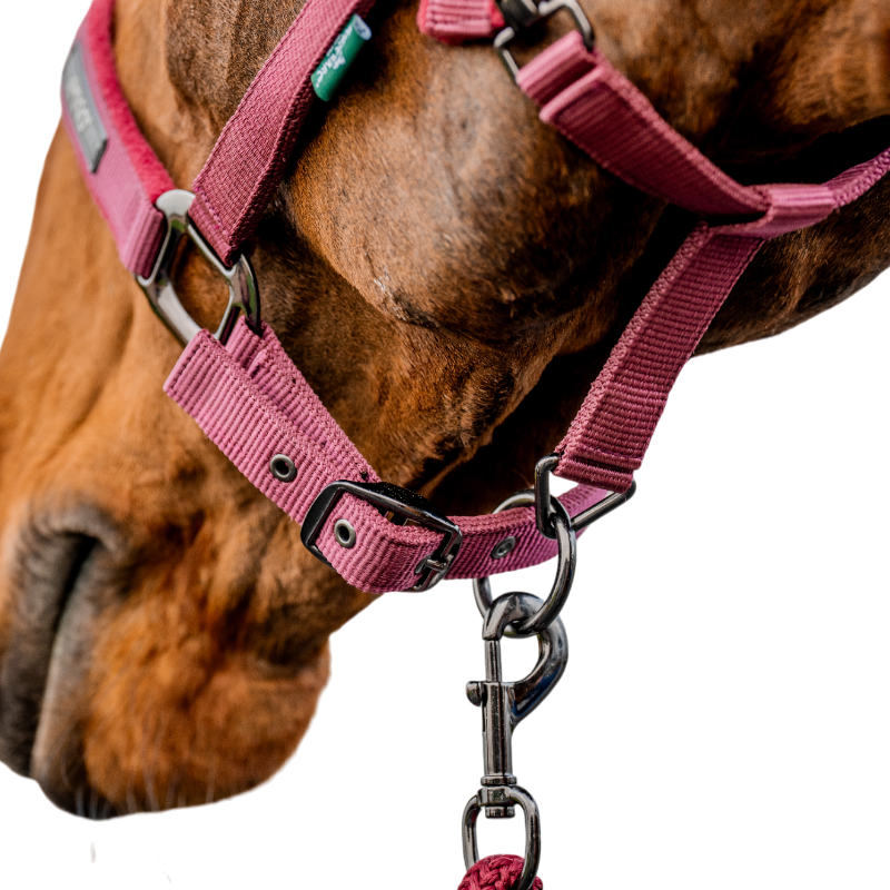 Horseware - Licol et longe Amigo mulberry | - Ohlala
