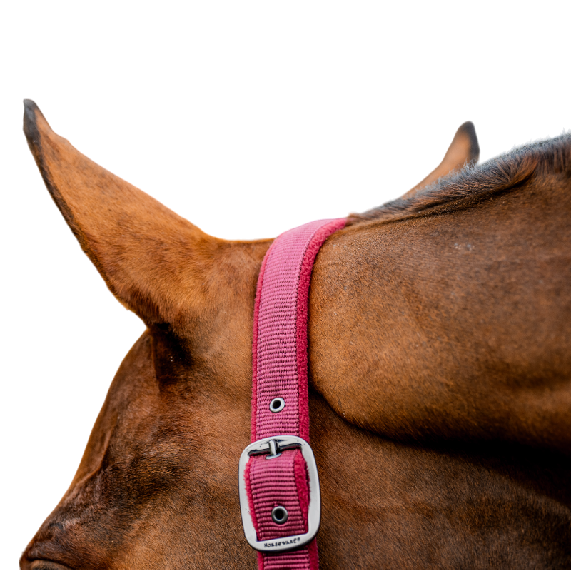 Horseware - Licol et longe Amigo mulberry | - Ohlala