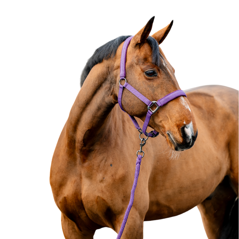 Horseware - Licol et longe Amigo winterberry | - Ohlala