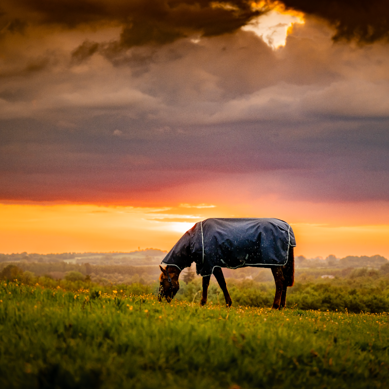 Horseware - Couverture d'extérieur Amigo Ripstop Plus Turnout witney navy 0g | - Ohlala