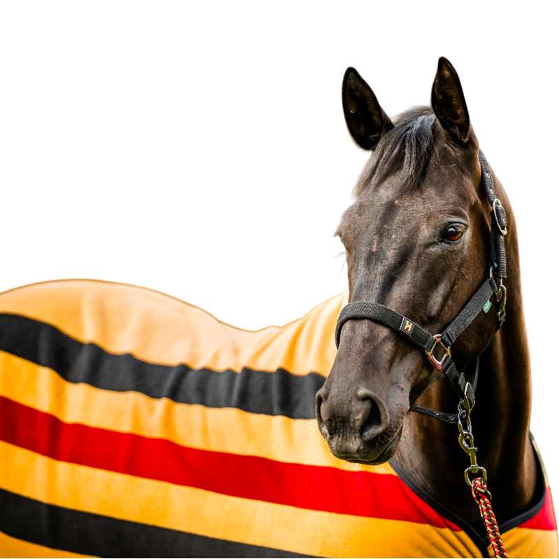 Horseware - Licol et longe Newmarket witney gold | - Ohlala