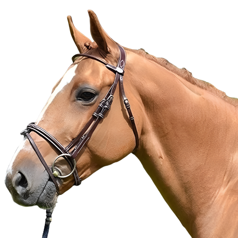 Jump'In - Bridon Monday muserolle croisée collection Week acajou | - Ohlala