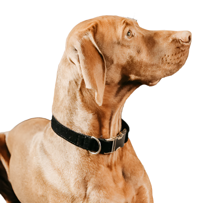 Kentucky Dogwear - Colliers pour chiens Corduroy Noir | - Ohlala