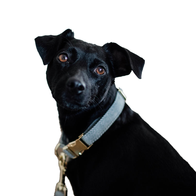 Kentucky Dogwear - Collier pour chiens Wool bleu clair | - Ohlala