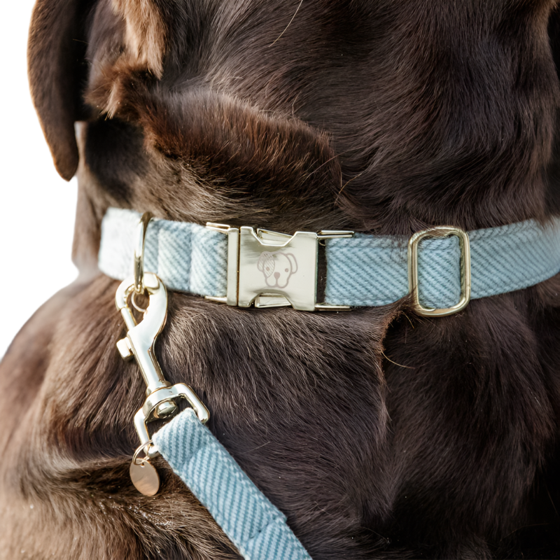 Kentucky Dogwear - Colliers pour chiens Velvet Bleu ciel | - Ohlala