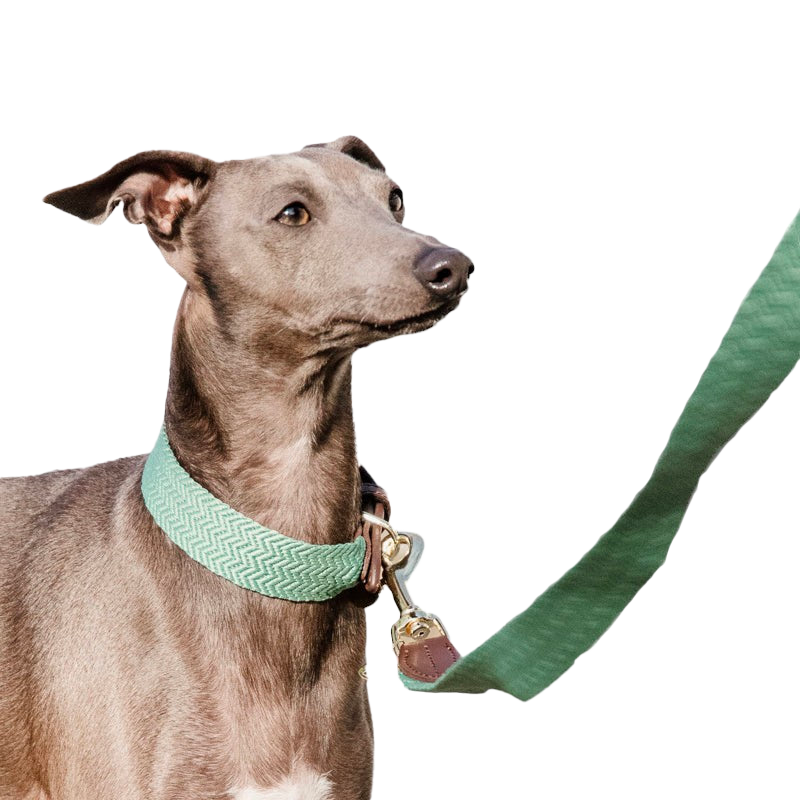 Kentucky Dogwear - Collier pour chien Jacquard vert olive | - Ohlala