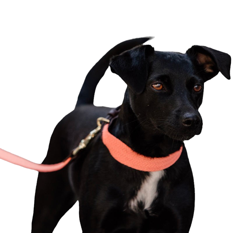 Kentucky Dogwear - Collier pour chien Jacquard terre cuite | - Ohlala