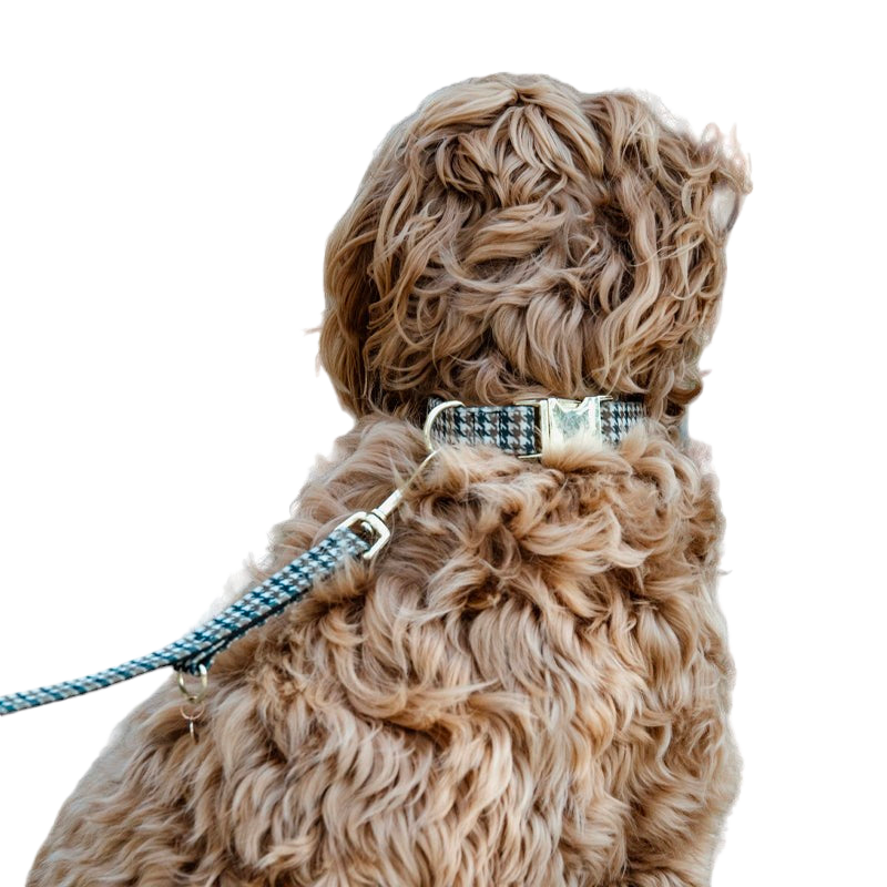 Kentucky Dogwear - Collier pour chien Pied de poule Brun | - Ohlala