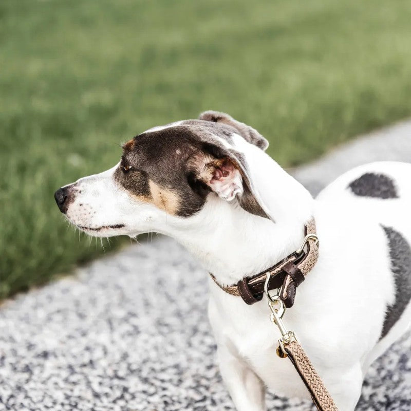 Kentucky Dogwear - Laisse pour chien nylon tressé Plaited Nylon 120 cm beige | - Ohlala