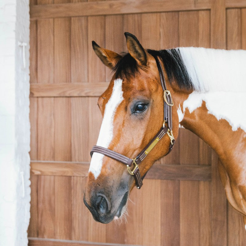 Kentucky Horsewear - Licol en cuir Wellington brun | - Ohlala